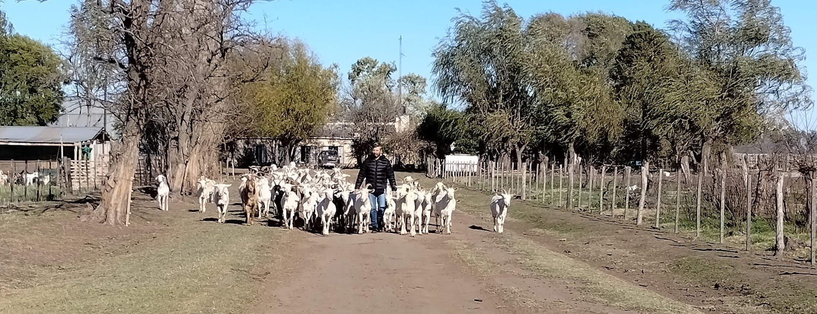 cuantas cabras por hectarea