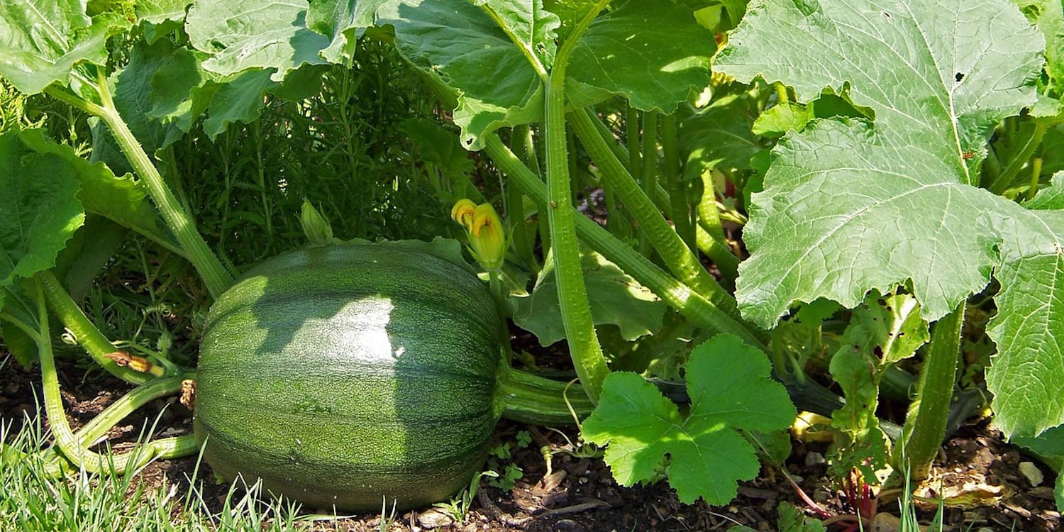 cuantas calabazas da una planta