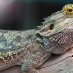 cuantas-calorias-tiene-el-apio