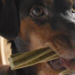 cuantas-chiches-tiene-una-coneja