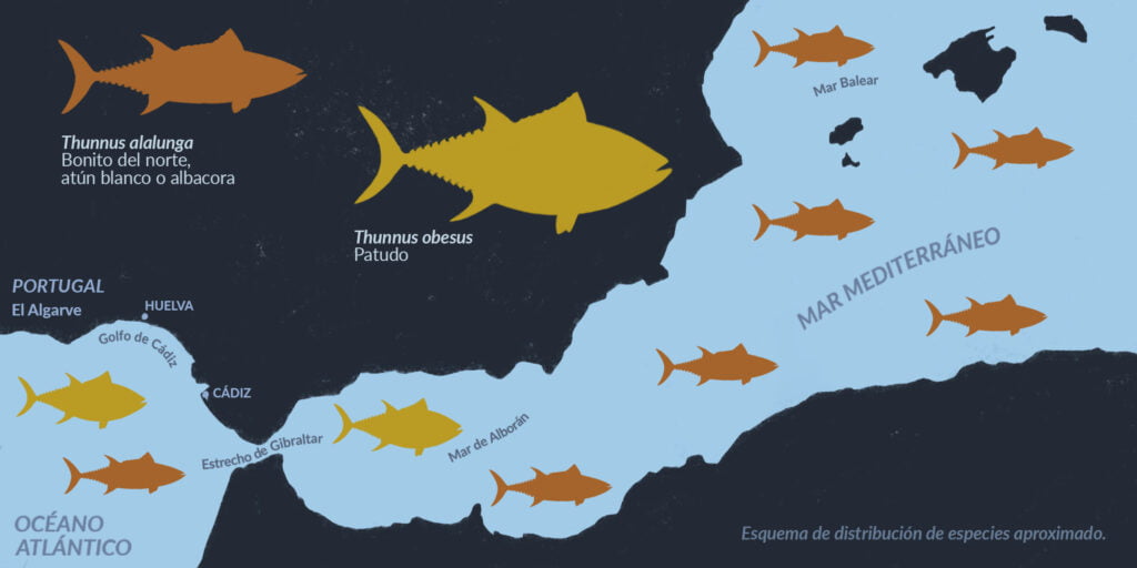 cuantas clases de atun existen