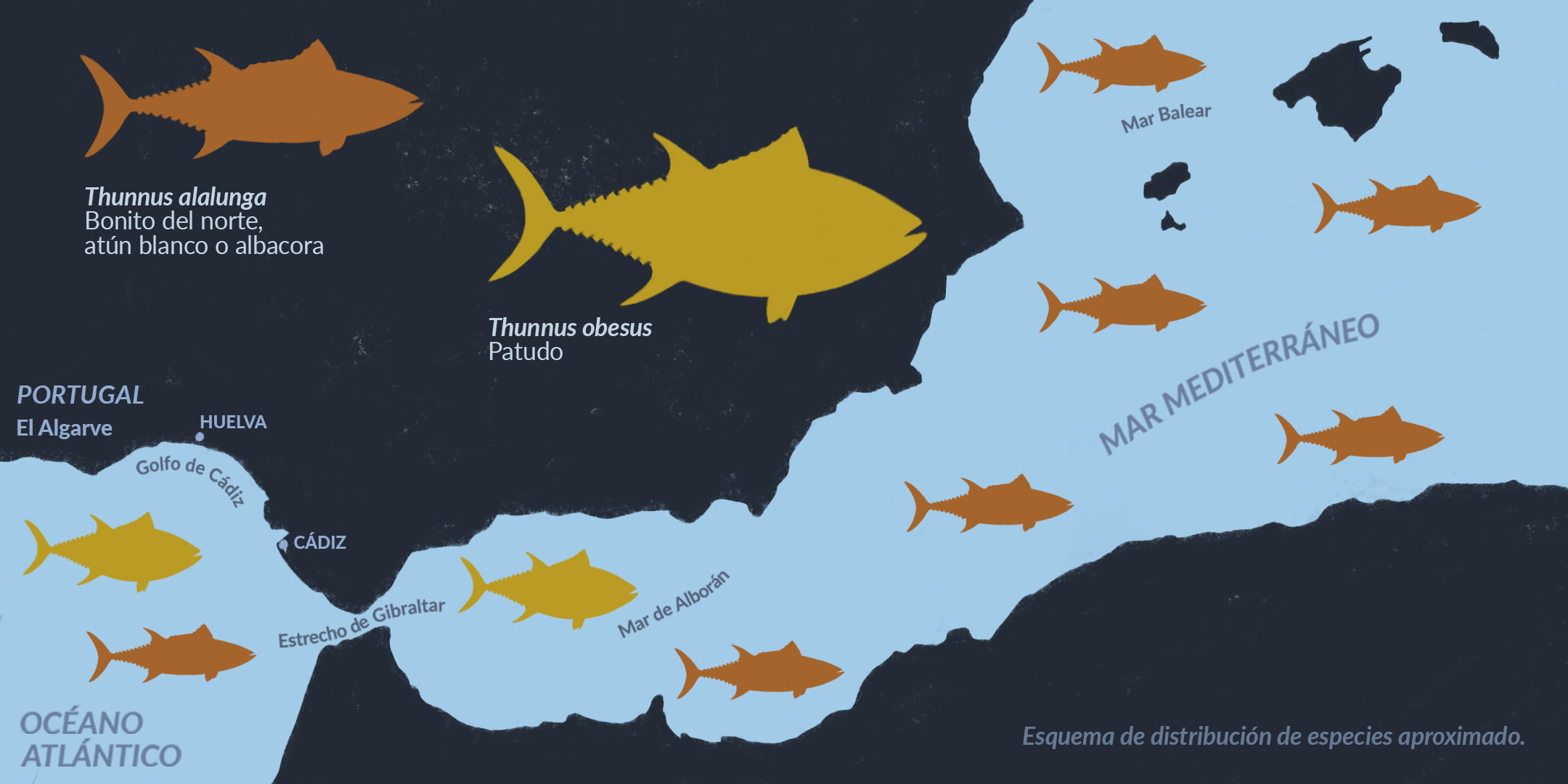 cuantas clases de atun