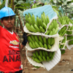 cuantas-clases-de-bananas-existen