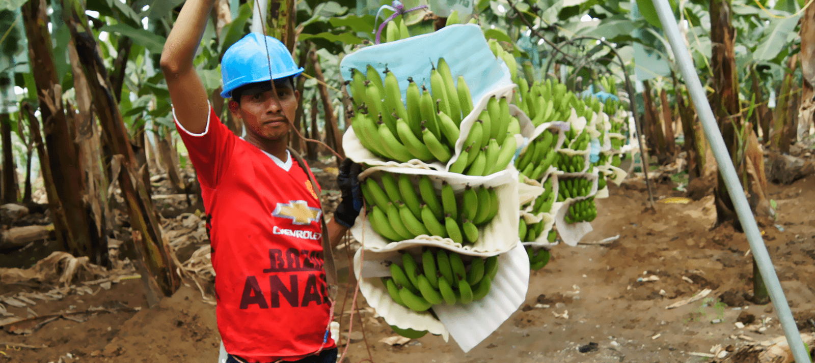 cuantas clases de bananas