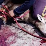 cuantas-crias-tiene-un-borrego