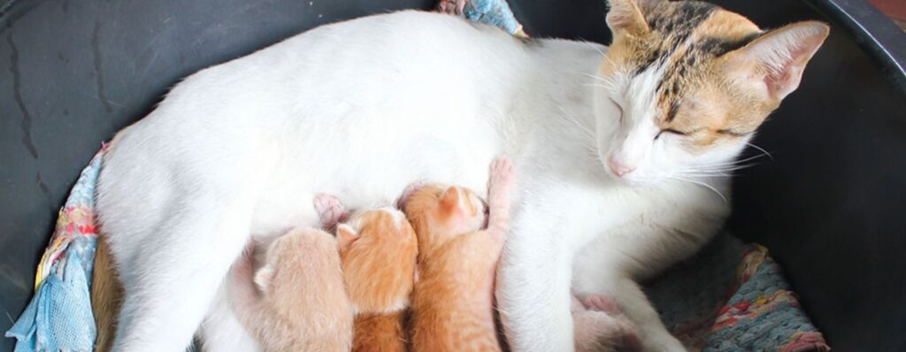 cuantas crias tiene un gato