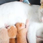 cuantas-crias-tiene-un-gato