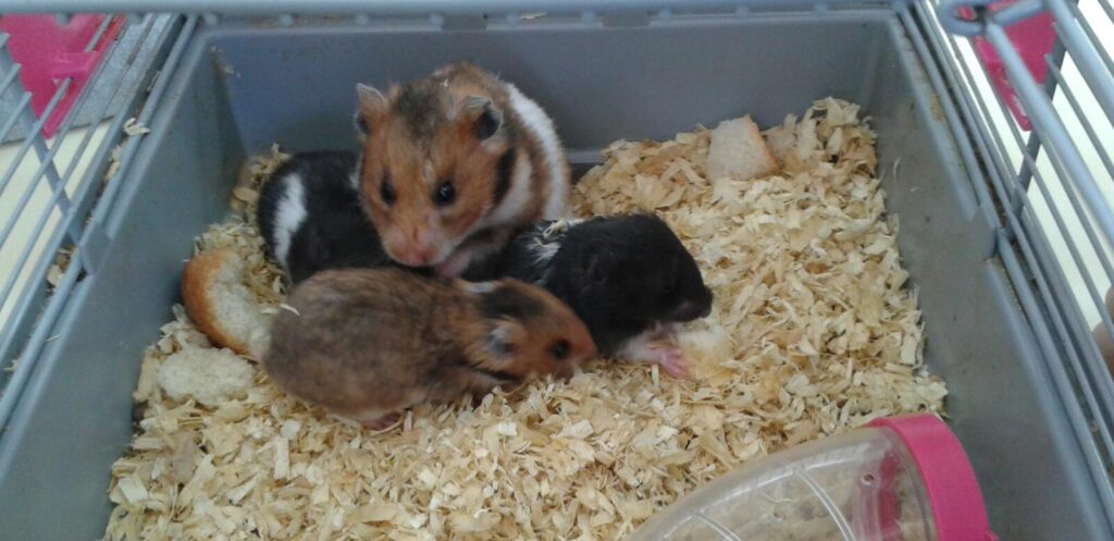 cuantas crias tiene un hamster