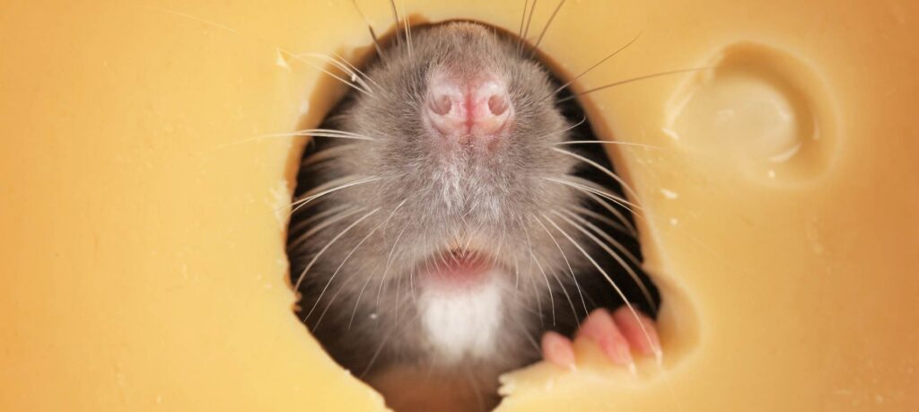 cuantas crias tiene un raton