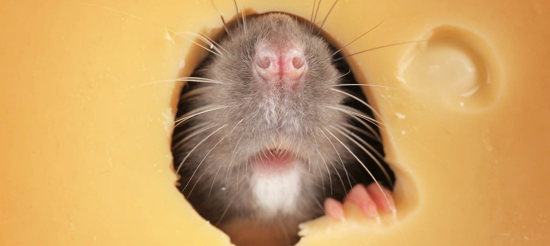 cuantas crias tiene un raton