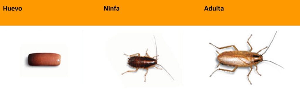 cuantas crias tiene una cucaracha