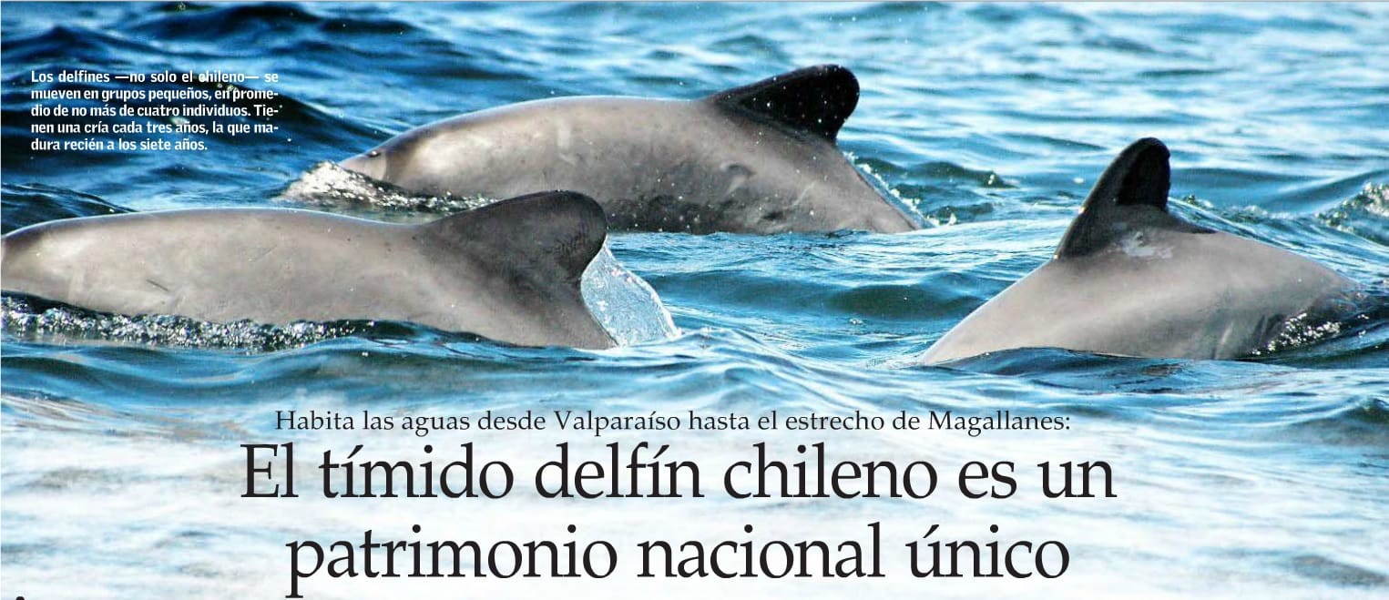 cuantas especies de delfines hay
