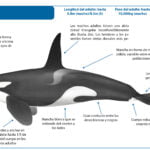 ¿Cuántas especies de orcas hay? cuantas-especies-de-orcas-hay