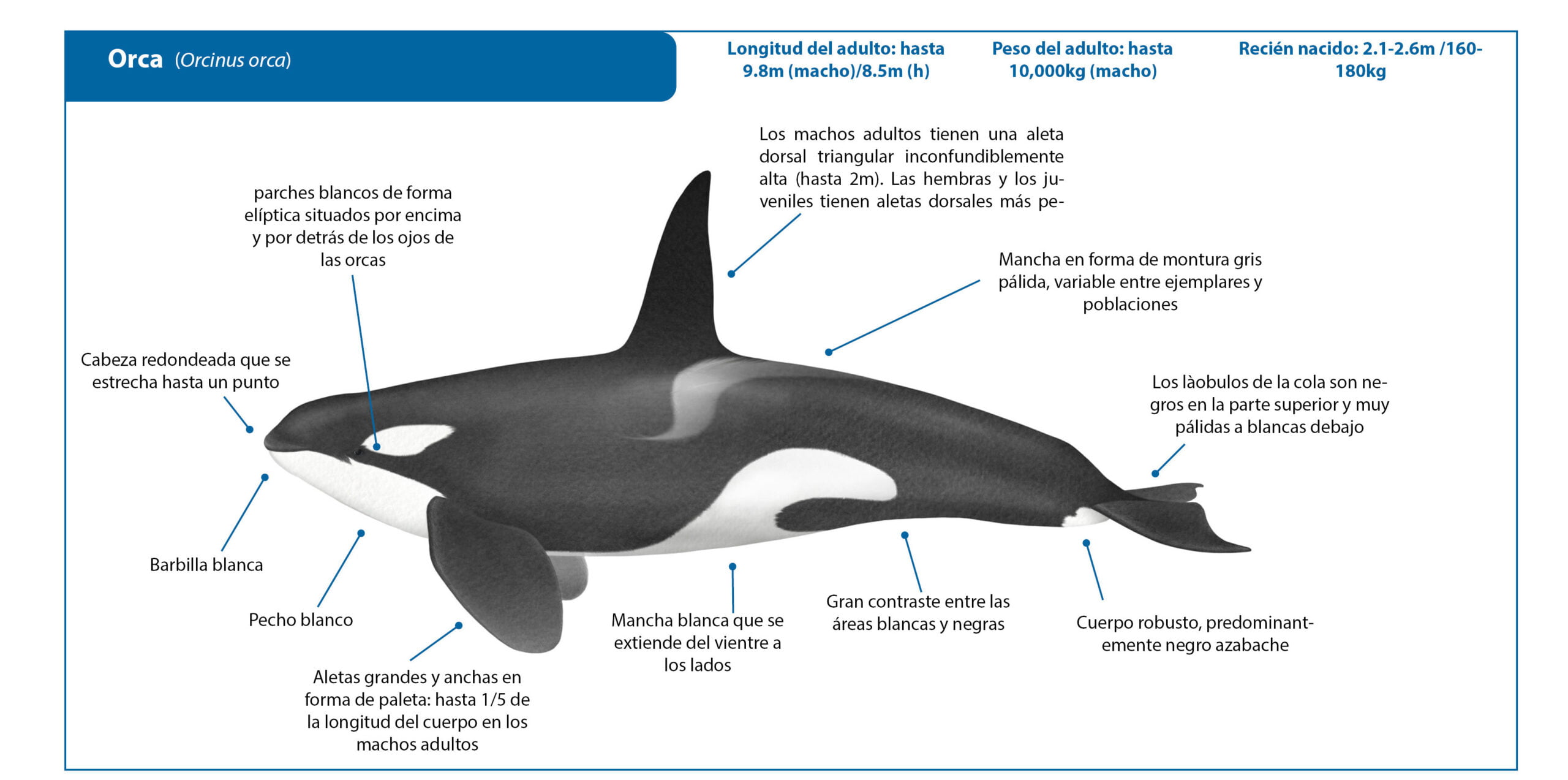 cuantas especies de orcas hay scaled