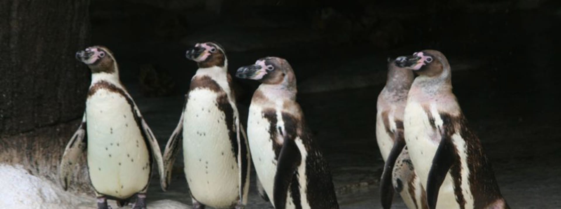 cuantas especies de pinguinos hay
