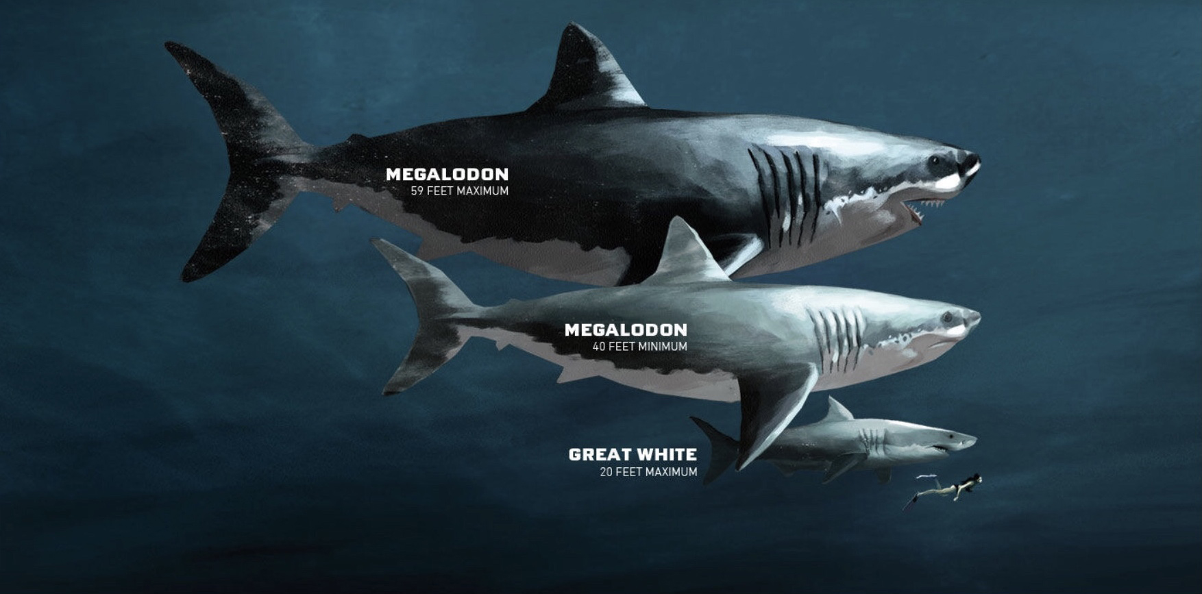 Blog 12 cuantas especies hay de tiburones