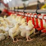 cuantas-gallinas-por-bebedero-automatico