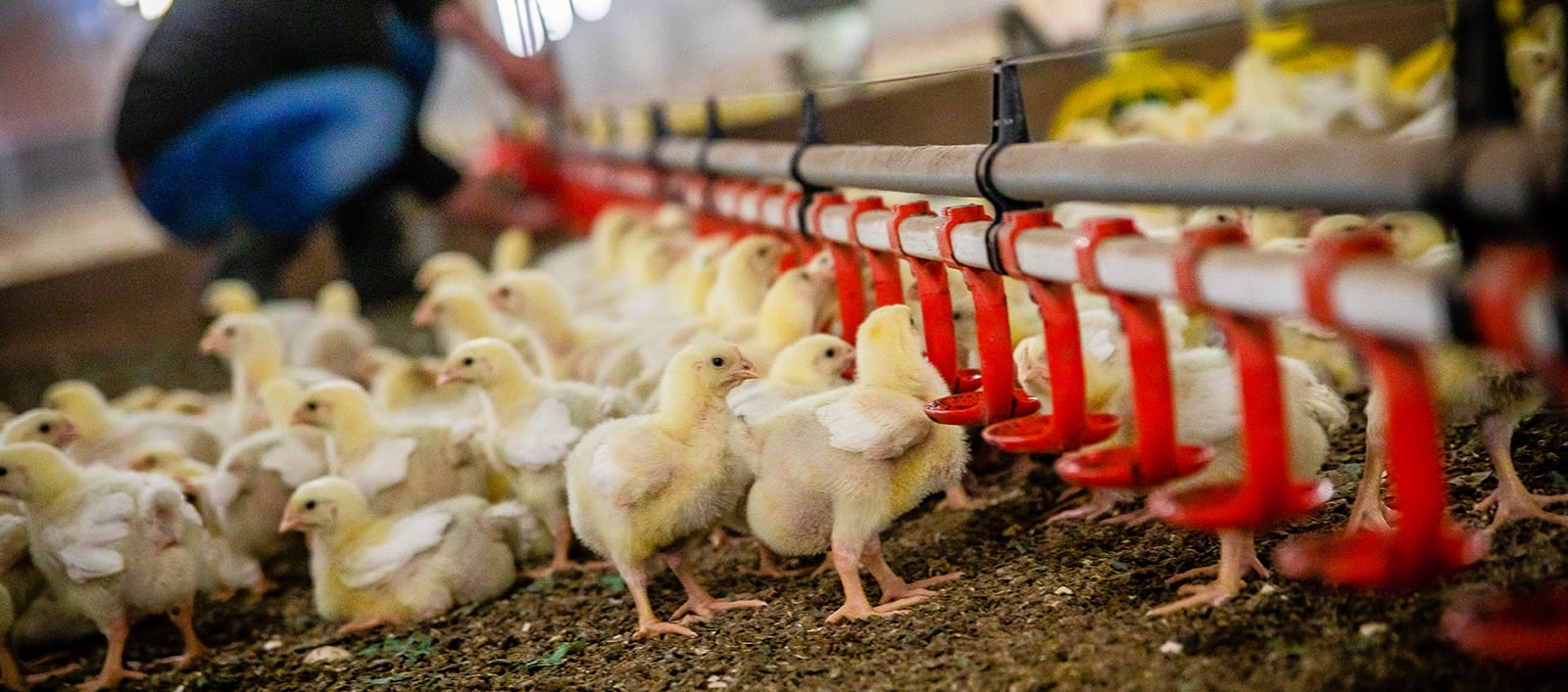 cuantas gallinas por bebedero automatico