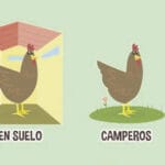 ¿Cuántas gallinas por metro cuadrado? cuantas-gallinas-por-metro-cuadrado