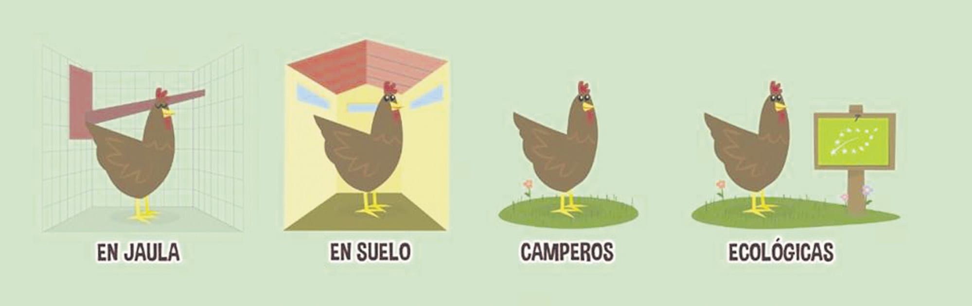 cuantas gallinas por metro cuadrado