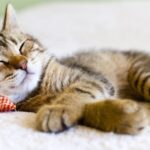 ¿Cuántas horas duerme un gato? cuantas-horas-duerme-un-gato