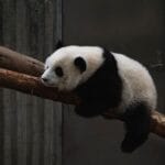 cuantas-horas-duermen-los-koalas