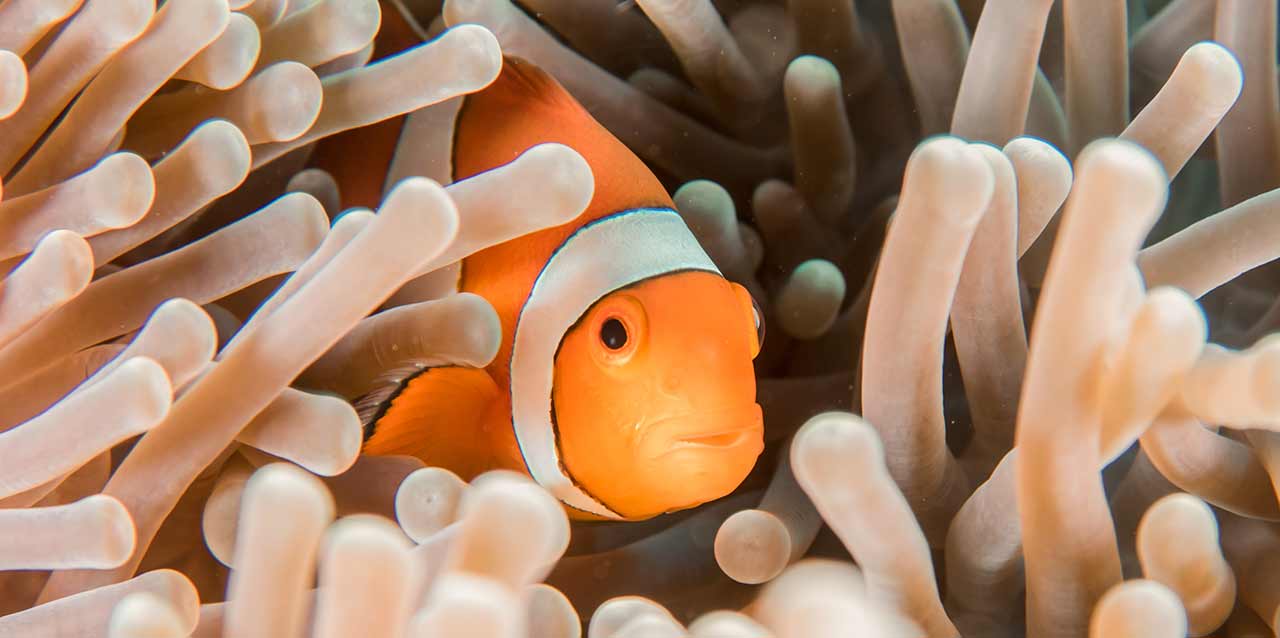 Blog 10 cuantas horas duermen los peces
