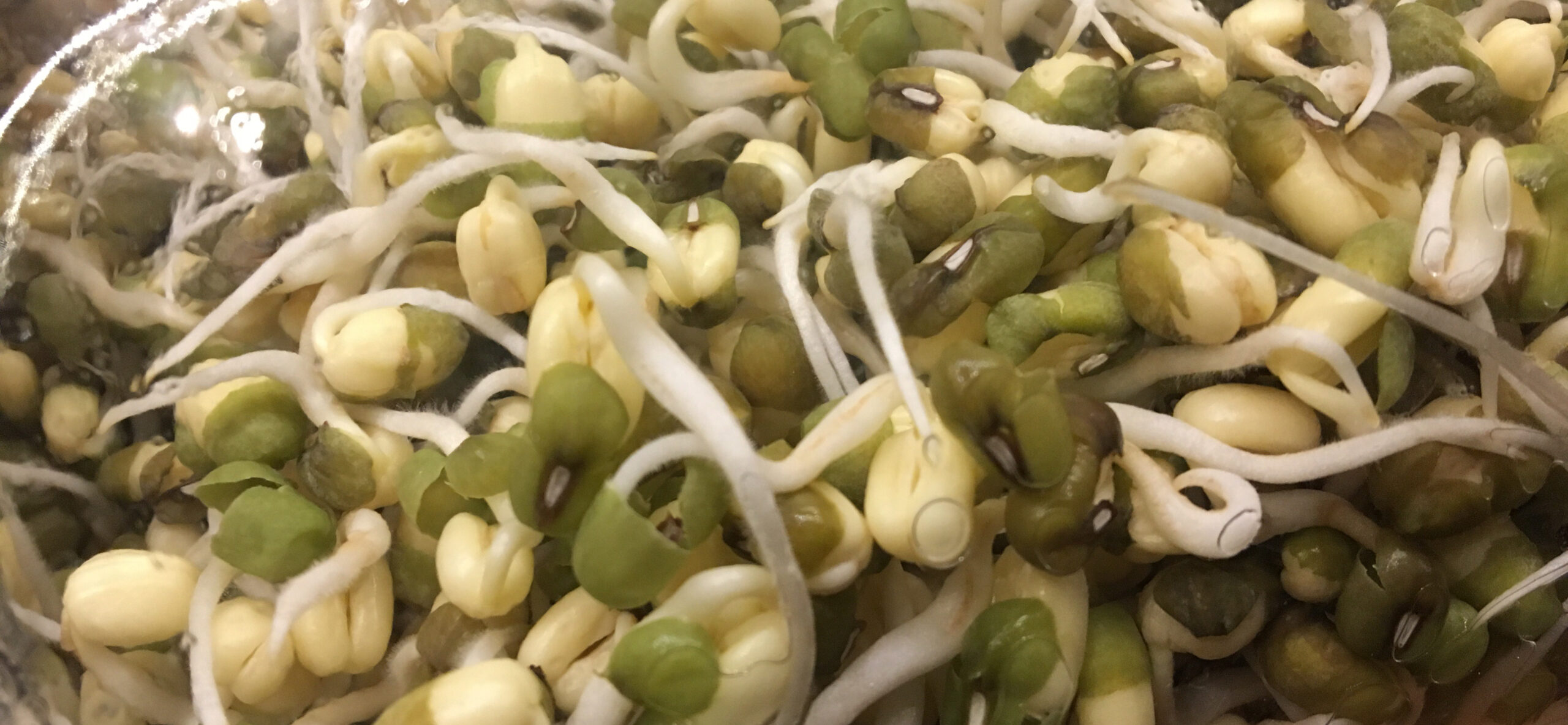 Blog 8 cuantas horas remojar frijoles scaled