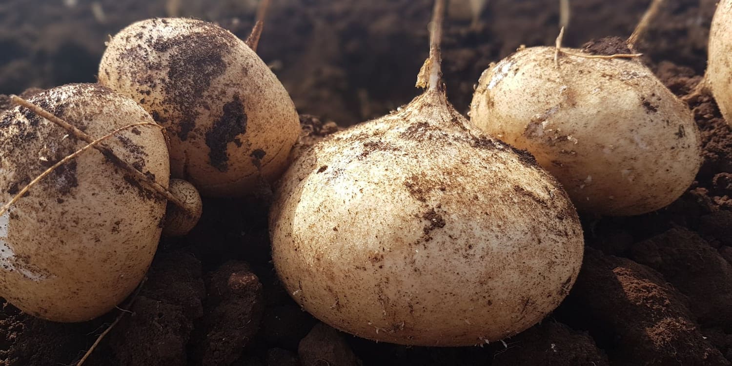 cuantas jicamas da una planta