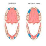 cuantas-muelas-debemos-tener