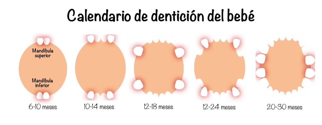 cuantas muelas tiene un nino