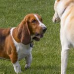 cuantas-mujeres-tienen-perrito