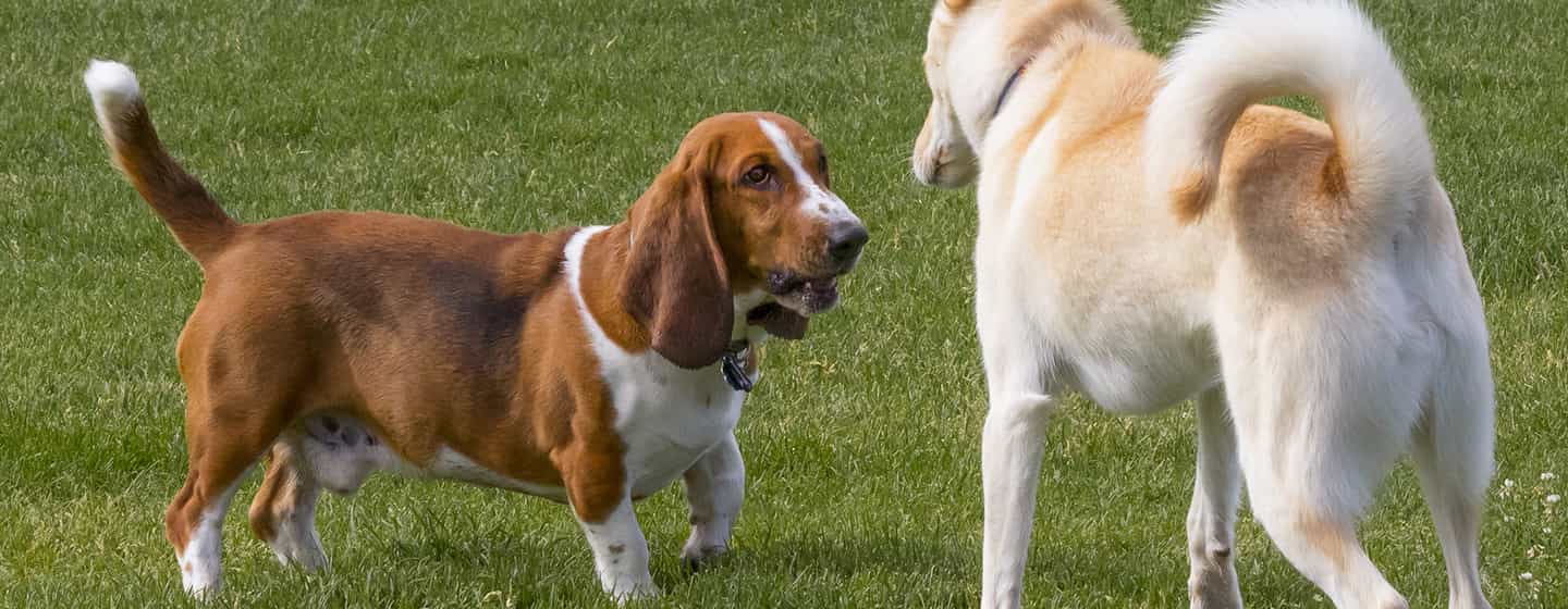 cuantas mujeres tienen perrito