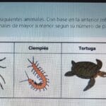 cuantas-patas-tiene-el-ciempies