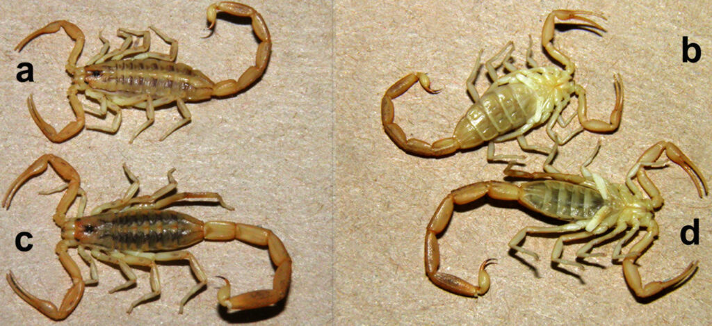 cuantas patas tiene un alacran