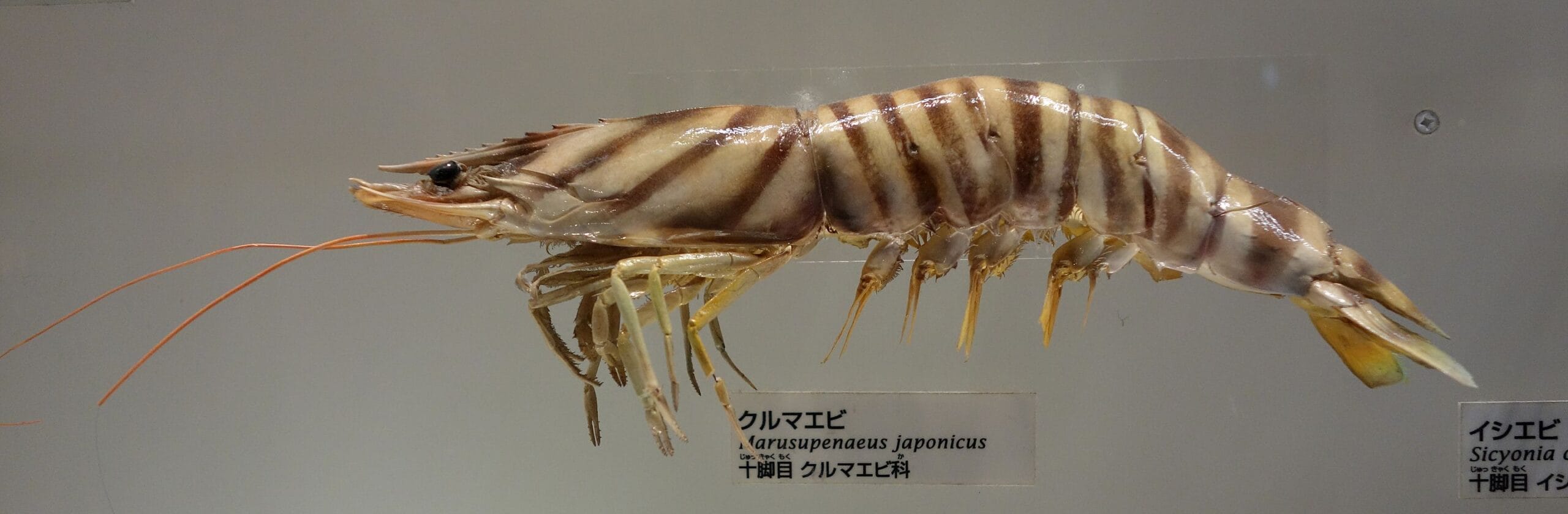 cuantas patas tiene un camaron scaled