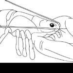 cuantas-patas-tiene-un-cangrejo