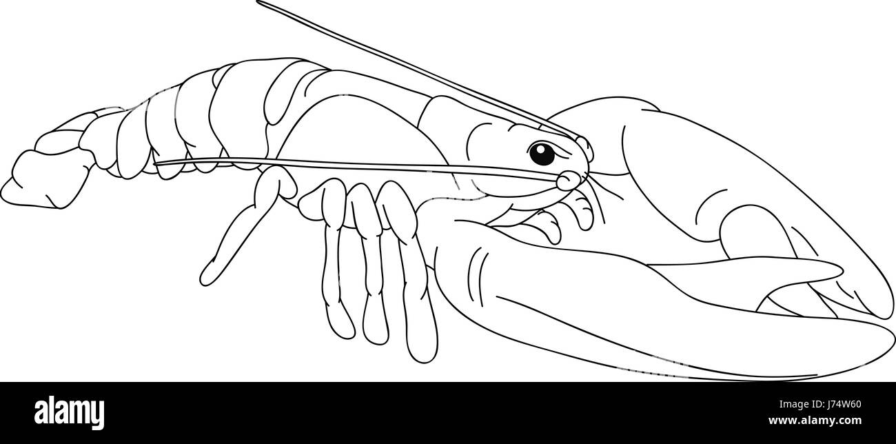 Blog 8 cuantas patas tiene un cangrejo