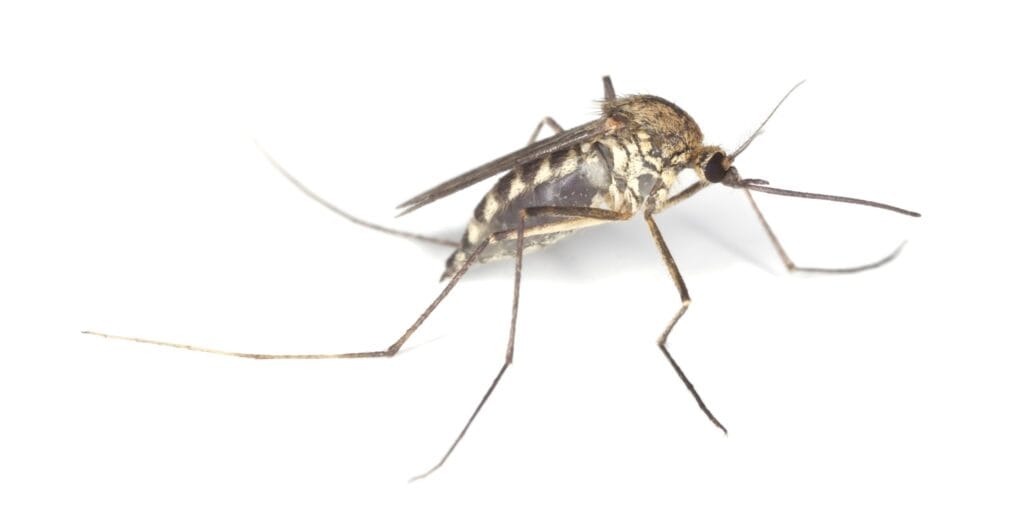 cuantas patas tiene un mosquito