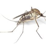 cuantas-patas-tiene-un-mosquito