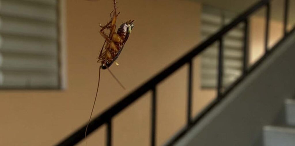 ¿Cuántas patas tiene una cucaracha? 2 cuantas patas tiene una cucaracha