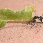 ¿Cuántas patas tiene una hormiga? cuantas-patas-tiene-una-hormiga