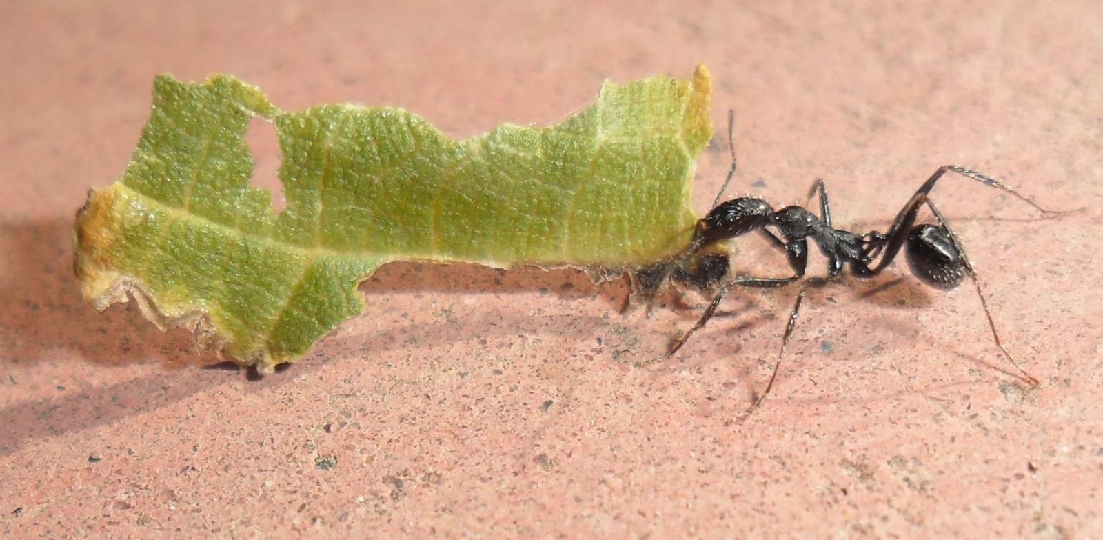 cuantas patas tiene una hormiga