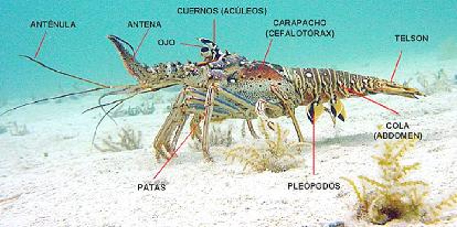 Blog 10 cuantas patas tiene una langosta