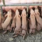 cuantas-placentas-tiene-una-cerda
