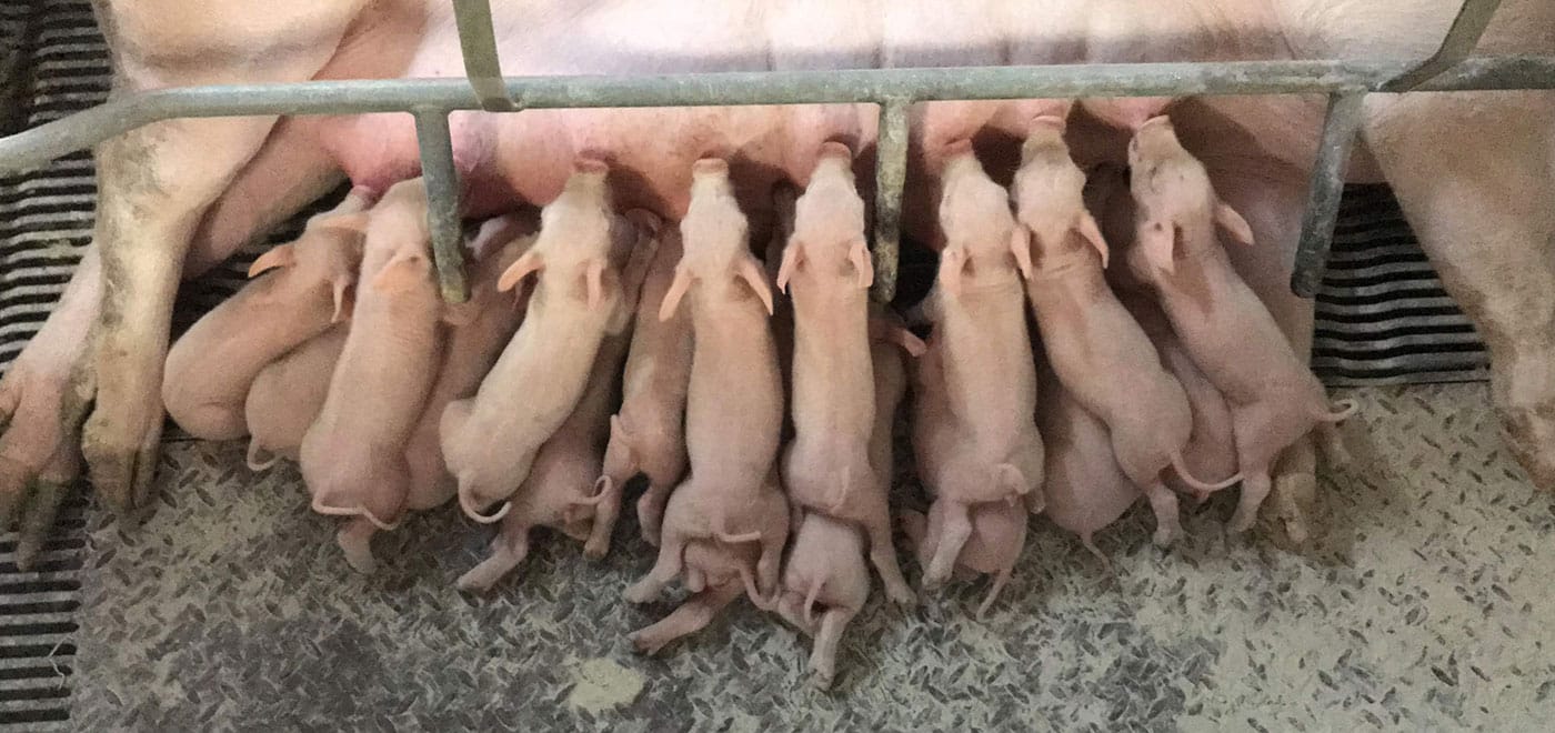 Blog 12 cuantas placentas tiene una cerda