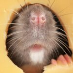 cuantas-ratas-tiene-una-rata
