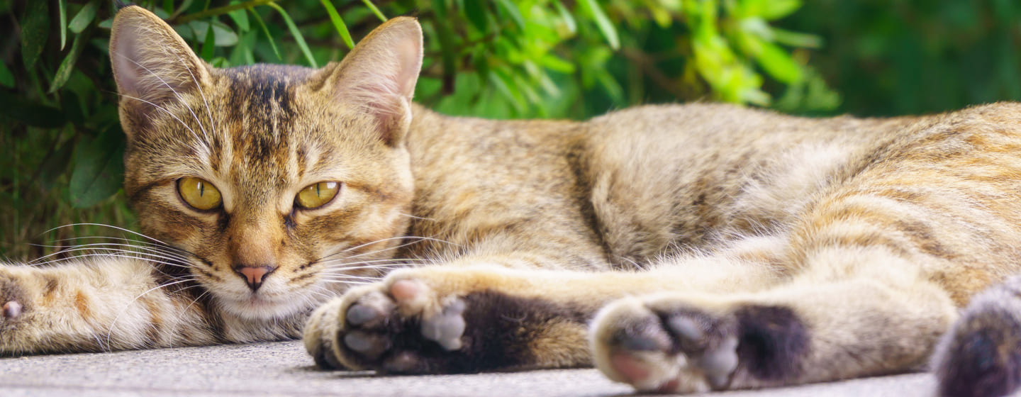 cuantas razas de gatos