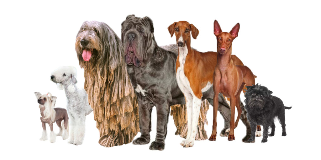 cuantas razas de perros existen