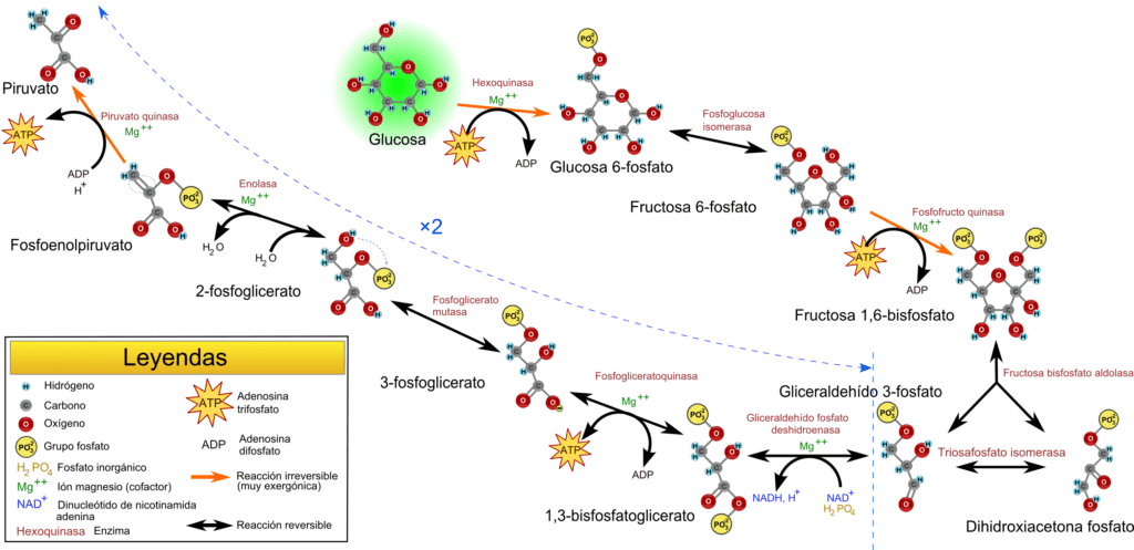 cuantas rutas metabolicas existen